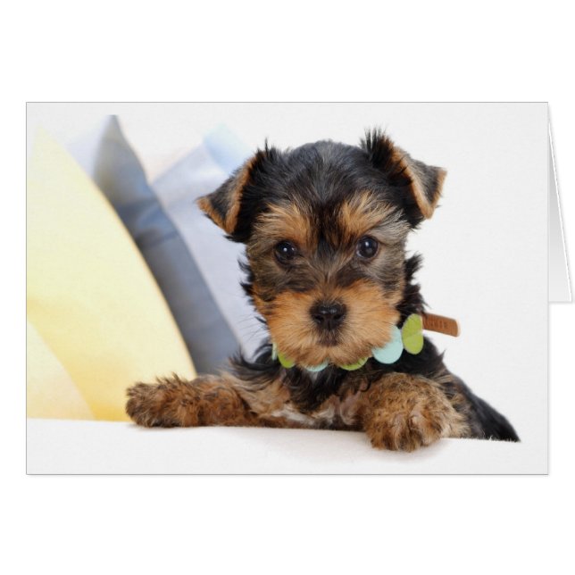 Yorkshire Terrier Puppy Dog Blank Card (Front Horizontal)