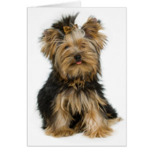 Yorkshire Terrier Puppy Dog Blank Card