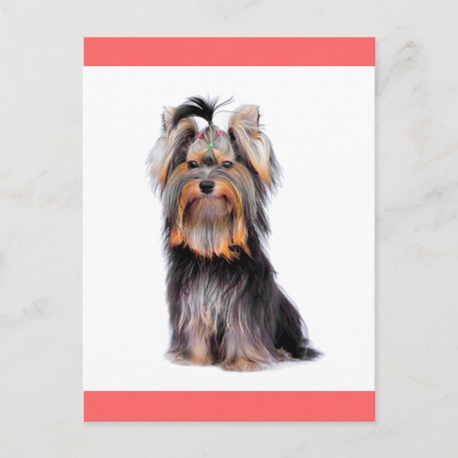 Yorkshire Terrier Puppy Dog Blank Pink Postcard (Front)