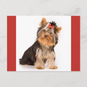 Yorkshire Terrier Puppy Dog Blank Postcard