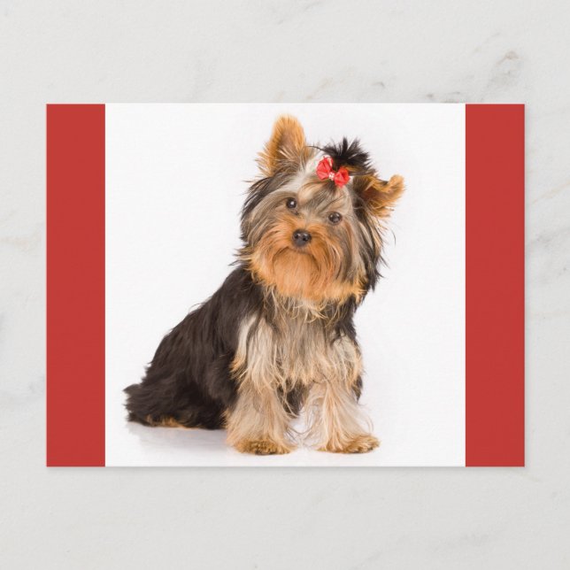 Yorkshire Terrier Puppy Dog Blank Postcard (Front)