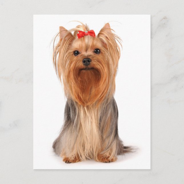 Yorkshire Terrier Puppy Dog Blank Yorkie Postcard (Front)