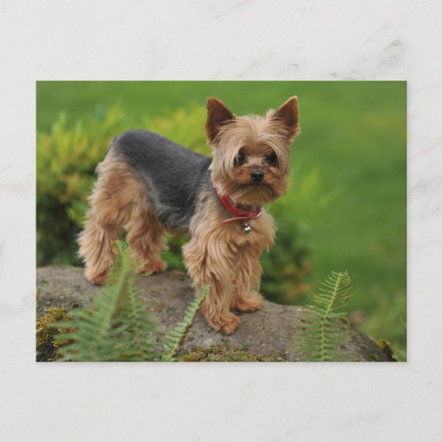 Yorkshire Terrier Puppy Dog Post Card (Front)
