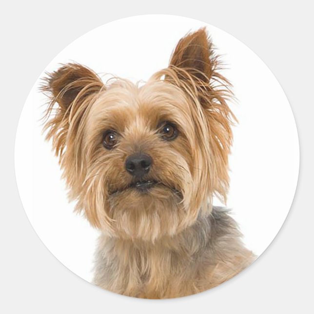Yorkshire Terrier Puppy Dog Stickers (Front)