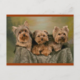 Yorkshire Terrier Puppy Dogs Blank Postcard