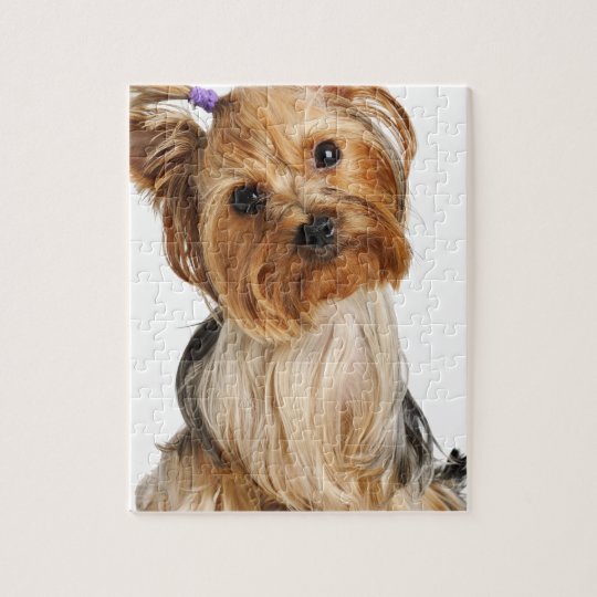 puzzle yorkshire terrier