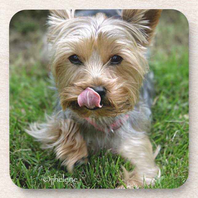 Yorkshire Terrier Puppy - "jjhelene design" Coaster (Front)