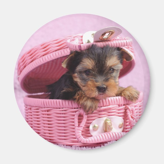 Yorkshire terrier puppy magnet (Front)