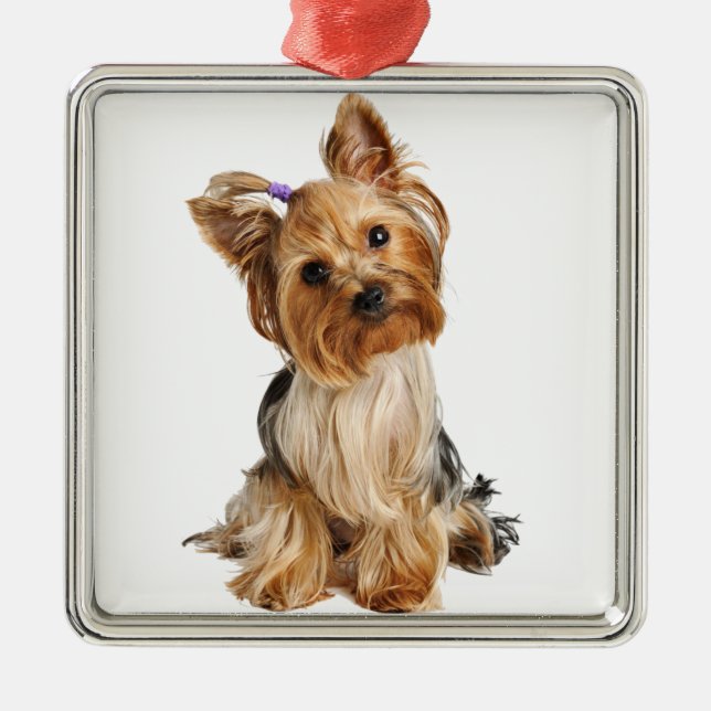 Yorkshire Terrier Puppy Metal Tree Decoration (Front)