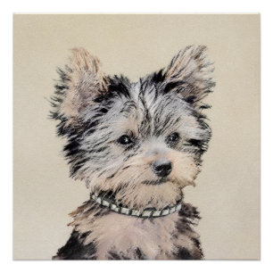 Yorkshire Terrier Puppy Painting Original Dog Art Poster