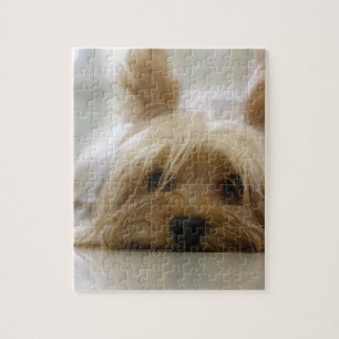 yorkshire terrier puppy pet cute dog face eyes jigsaw puzzle