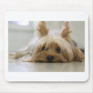 yorkshire terrier puppy pet cute dog face eyes mouse mat