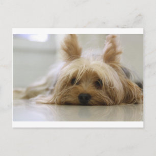 yorkshire terrier puppy pet cute dog face eyes postcard