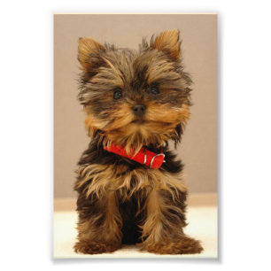 Yorkshire Terrier Puppy Photo Print