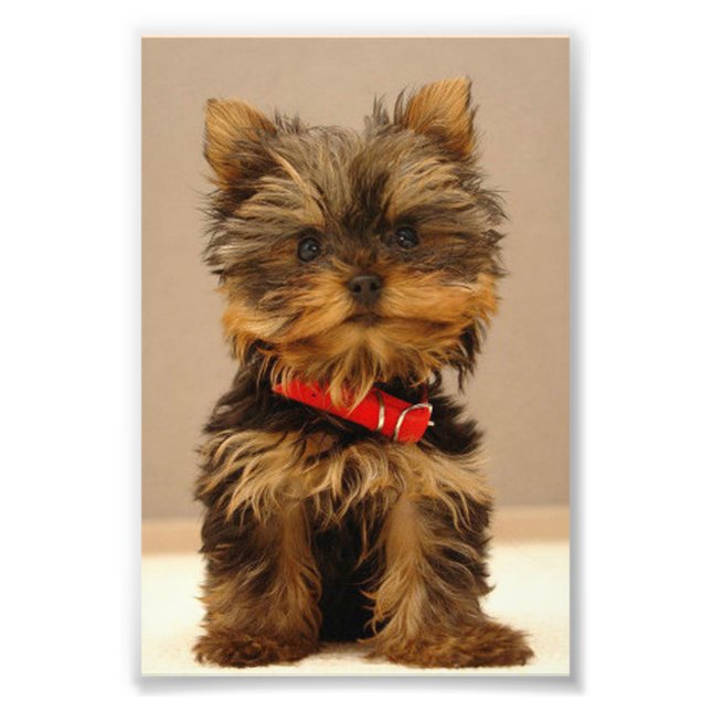 Yorkshire Terrier Puppy Photo Print (Front)