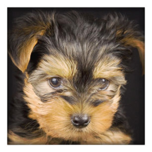 Yorkshire Terrier Puppy Photo Print