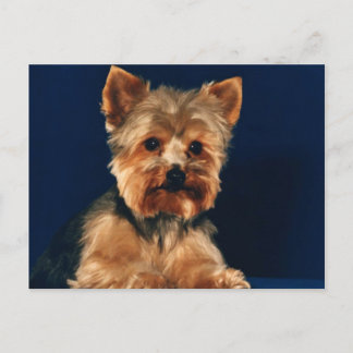 Yorkshire Terrier Puppy Postcard