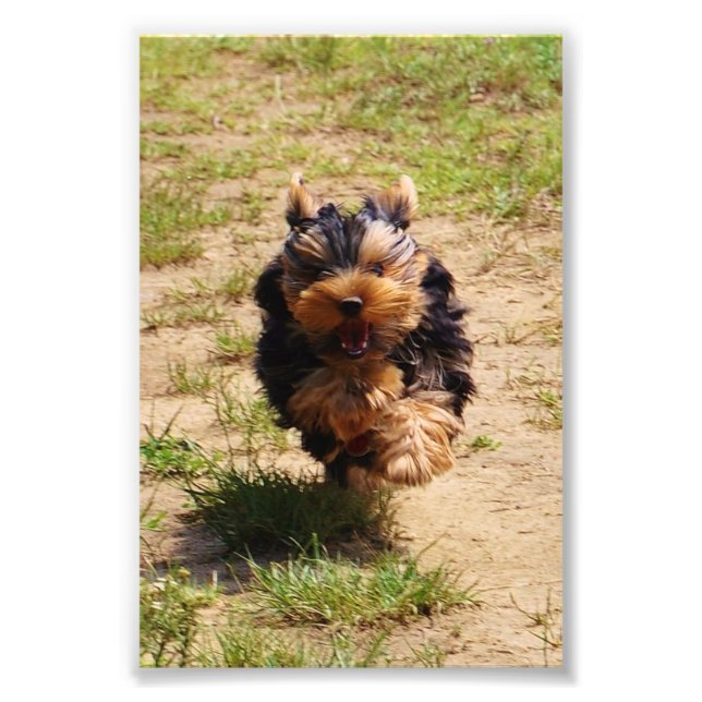 Yorkshire Terrier running Photo (Front)