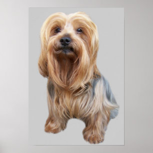 Yorkshire Terrier So Cute Print