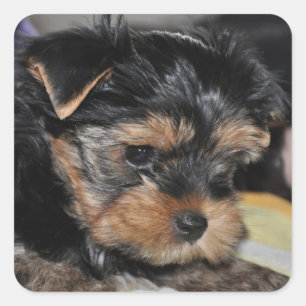 Yorkshire Terrier Square Sticker