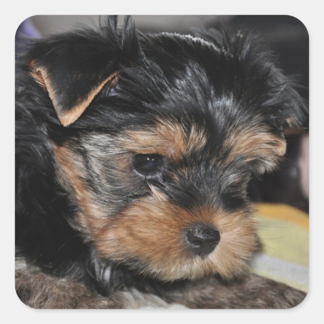 Yorkshire Terrier Square Sticker (Front)
