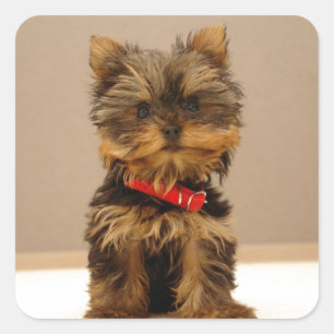 Yorkshire Terrier Square Sticker