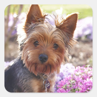 Yorkshire Terrier Square Sticker