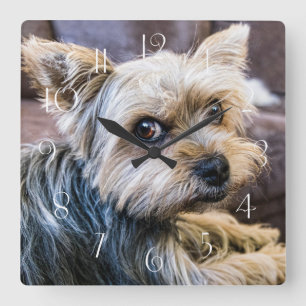 Yorkshire Terrier Square Wall Clock