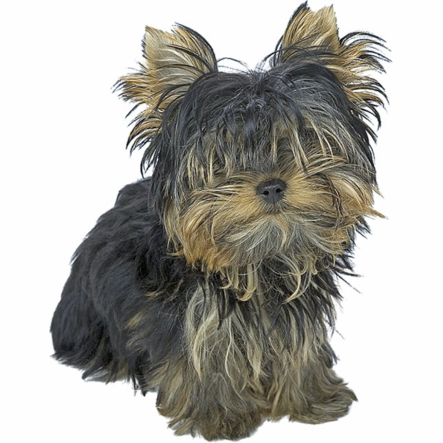 Yorkshire Terrier Standing Photo Sculpture (Front)