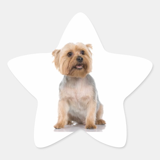 Yorkshire Terrier Star Sticker (Front)