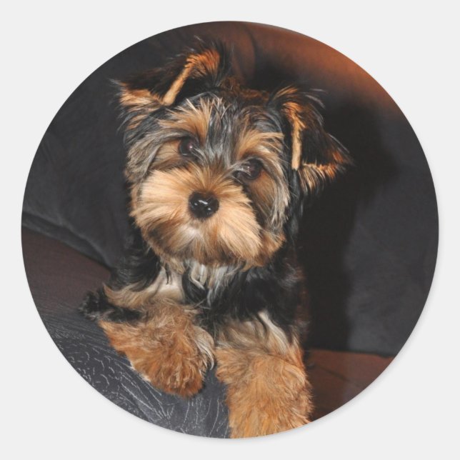 Yorkshire Terrier Sticker (Front)