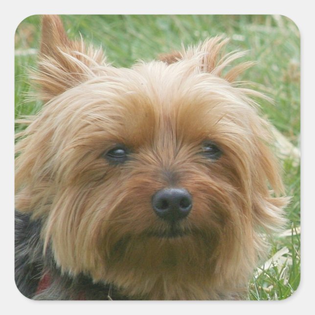 Yorkshire Terrier Stickers (Front)