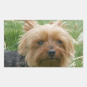 Yorkshire Terrier Stickers