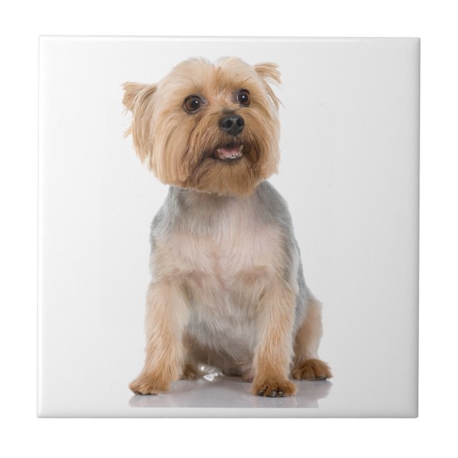 Yorkshire Terrier Tile (Front)