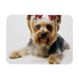 Yorkshire terrier wearing red bows magnet