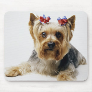Yorkshire terrier wearing red bows mouse mat