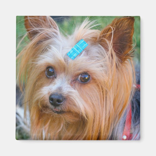 Yorkshire Terrier Yorkie Favourite Breed  Magnet (Front)