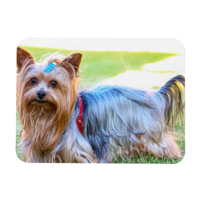 Yorkshire Terrier Yorkie Favourite Breed  Magnet (Horizontal)