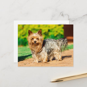 Yorkshire Terrier Yorkie Favourite Breed Postcard