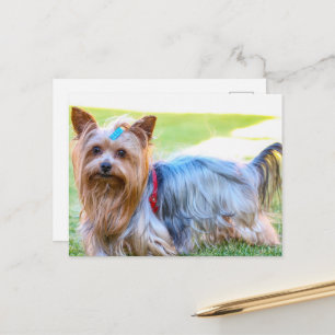 Yorkshire Terrier Yorkie Favourite Breed Postcard