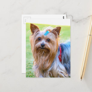 Yorkshire Terrier Yorkie Favourite Breed Postcard