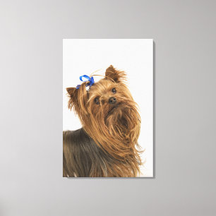 Yorkshire Terrier / Yorkie. Lively breed of Canvas Print