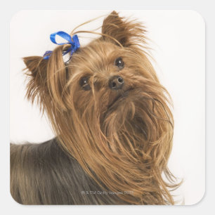 Yorkshire Terrier / Yorkie. Lively breed of Square Sticker