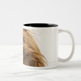 Yorkshire Terrier / Yorkie. Lively breed of Two-Tone Coffee Mug
