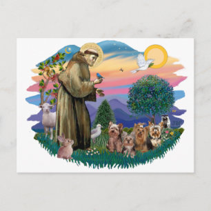 Yorkshire Terriers (four) Postcard