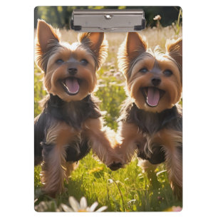 Yorkshire Terriers Playing in the Grass Clipboard