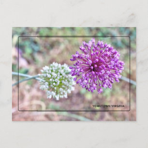 Yorktown Onion Postcard – Historic Virginia