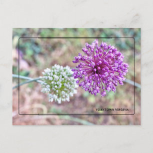 Yorktown Onion Postcard – Historic Virginia