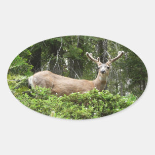Yosemite Deer Nature Photography Oval Sticker