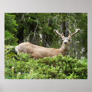 Yosemite Deer Nature Photography Poster